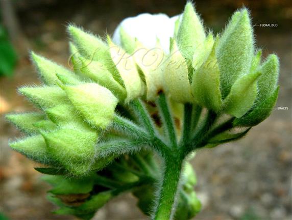  Inflorescence
